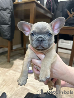 Zdjęcie №2 do zapowiedźy № 162685 na sprzedaż  buldog francuski - wkupić się Polska hodowca