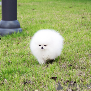 Zdjęcie №4. Sprzedam szpic miniaturowy w Frankfurt. prywatne ogłoszenie - cena - 2317zł