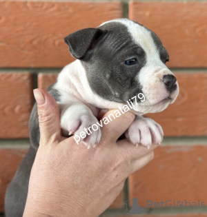 Zdjęcie №1. american bully - na sprzedaż w Krasnodar | negocjowane | Zapowiedź №146122
