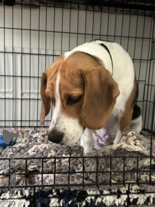 Zdjęcie №3. Beagle 8-miesięczny chłopczyk będzie w dobrych rękach. USA