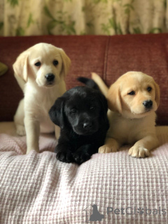 Zdjęcie №2 do zapowiedźy № 141168 na sprzedaż  golden retriever - wkupić się Kanada prywatne ogłoszenie