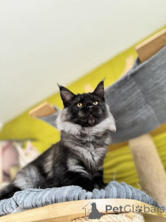 Zdjęcie №3. Gatitos de Maine en venta. Hiszpania