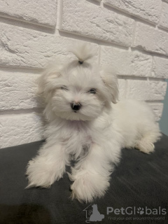 Zdjęcie №3. Maltańszyk śliczna suczka. Polska