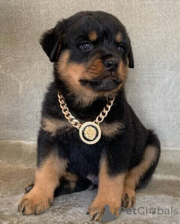 Zdjęcie №1. rottweiler - na sprzedaż w Amstetten | negocjowane | Zapowiedź №169303