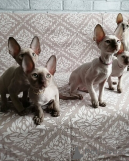 Zdjęcie №1. kot cornish rex - na sprzedaż w Aurich | Bezpłatny | Zapowiedź № 170319