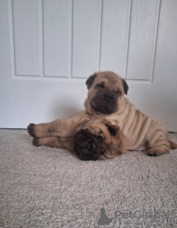 Zdjęcie №1. shar pei - na sprzedaż w Asker | 2153zł | Zapowiedź №170171
