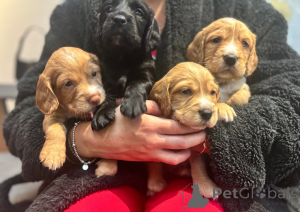 Zdjęcie №3. Pracujące szczenięta cocker spaniela Zostały 4 szczenięta. Finlandia