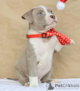 Zdjęcie №2 do zapowiedźy № 132400 na sprzedaż  american bully - wkupić się Serbia hodowca
