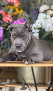 Zdjęcie №2 do zapowiedźy № 135112 na sprzedaż  cane corso - wkupić się USA hodowca