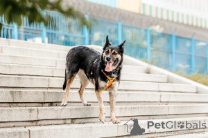 Dodatkowe zdjęcia: Mała dziewczynka Millie szuka domu!