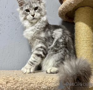Zdjęcie №2 do zapowiedźy № 163718 na sprzedaż  maine coon - wkupić się Niemcy hodowca