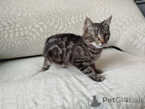 Zdjęcie №2 do zapowiedźy № 164929 na sprzedaż   - wkupić się Białoruś 