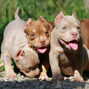 Zdjęcie №1. pies nierasowy - na sprzedaż w Drezno | 4779zł | Zapowiedź №147457