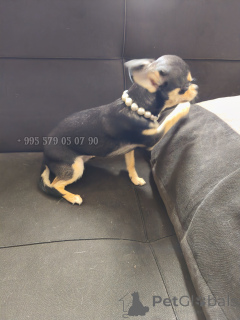 Zdjęcie №4. Sprzedam pies nierasowy w Tbilisi. prywatne ogłoszenie, od żłobka, hodowca - cena - negocjowane