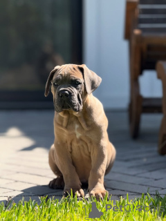 Zdjęcie №2 do zapowiedźy № 152349 na sprzedaż  cane corso - wkupić się Niemcy hodowca