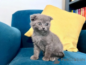 Zdjęcie №1. scottish fold - na sprzedaż w Asheville | 1390zł | Zapowiedź № 173960