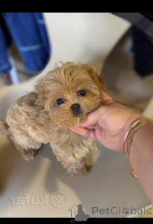 Zdjęcie №4. Sprzedam maltipu w Mińsk. od żłobka - cena - 9268zł