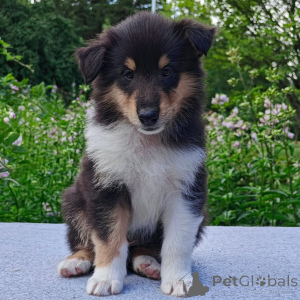 Zdjęcie №1. border collie - na sprzedaż w Ateny | negocjowane | Zapowiedź №178075