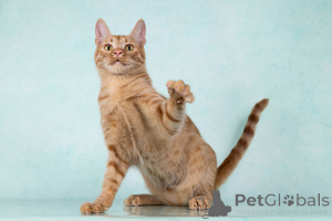 Zdjęcie №3. Yuna, wspaniały, czułego kota kota, szuka domu. Federacja Rosyjska