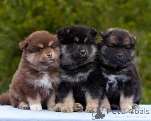 Zdjęcie №1. fiński lapphund - na sprzedaż w Berlin | 3348zł | Zapowiedź №159509