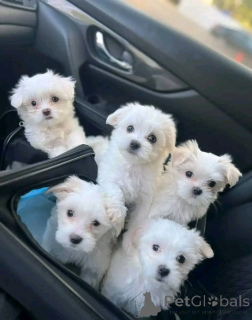 Zdjęcie №1. maltańczyk - na sprzedaż w Gottskär | negocjowane | Zapowiedź №158398