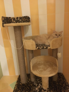 Zdjęcie №3. Kompleksy gier dla kotów na indywidualne zamówienie. w Ukraina