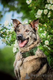 Zdjęcie №1. pies nierasowy - na sprzedaż w Rzeka Moskwa | Bezpłatny | Zapowiedź №150741