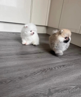 Zdjęcie №4. Sprzedam szpic miniaturowy w Alavus. prywatne ogłoszenie - cena - 1913zł