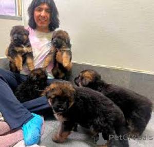 Zdjęcie №1. owczarek niemiecki - na sprzedaż w Gheent | 5214zł | Zapowiedź №167081