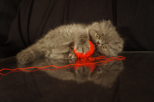 Zdjęcie №2 do zapowiedźy № 5796 na sprzedaż  perskie - wkupić się Federacja Rosyjska 