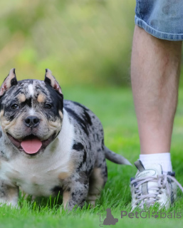 Zdjęcie №1. american bully - na sprzedaż w Essingen | 4779zł | Zapowiedź №147455