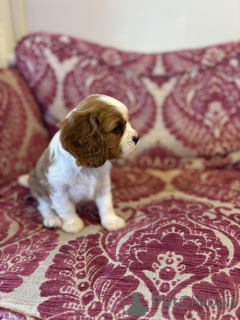 Zdjęcie №3. Породиniej. USA