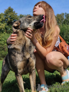 Zdjęcie №2 do zapowiedźy № 59730 na sprzedaż  pies nierasowy - wkupić się Federacja Rosyjska prywatne ogłoszenie