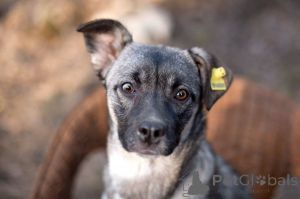 Zdjęcie №4. Sprzedam pies nierasowy w Москва.  - cena - Bezpłatny