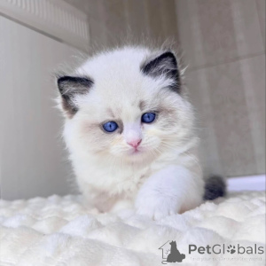 Zdjęcie №1. ragdoll - na sprzedaż w Bali | negocjowane | Zapowiedź № 156269