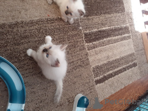 Zdjęcie №3. Kocięta Ragdoll.. Szwecja
