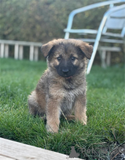 Zdjęcie №1. owczarek niemiecki - na sprzedaż w Bundenbach | 1674zł | Zapowiedź №153439