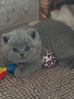 Zdjęcie №3. Wdzięk w każdym kroku, ciepło w każdym mruczeniu. Piękno Islas lśni wewnątrz i. Włochy