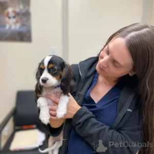 Zdjęcie №2 do zapowiedźy № 155582 na sprzedaż  cavalier king charles spaniel - wkupić się Włochy prywatne ogłoszenie