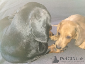 Zdjęcie №3. Jamnik długowłosy. Ukraina