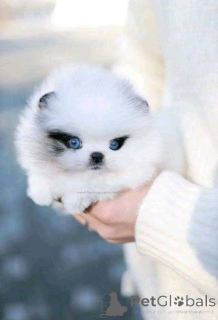 Zdjęcie №1.  - na sprzedaż w Calgary | Bezpłatny | Zapowiedź №161130