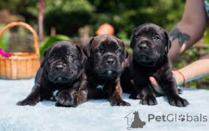Zdjęcie №1. cane corso - na sprzedaż w Amsterdam | 3348zł | Zapowiedź №163874