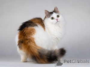 Zdjęcie №2 do zapowiedźy № 138656 na sprzedaż   - wkupić się Federacja Rosyjska prywatne ogłoszenie