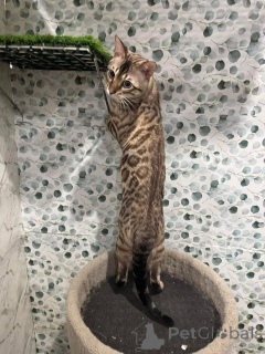 Zdjęcie №2 do zapowiedźy № 152730 na sprzedaż  kot bengalski - wkupić się Szwajcaria prywatne ogłoszenie