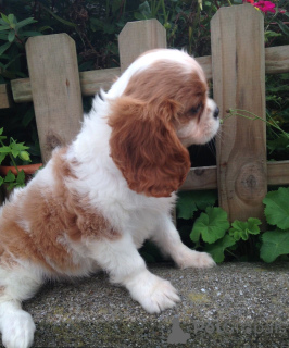 Zdjęcie №4. Sprzedam cavalier king charles spaniel w Hudiksvall. prywatne ogłoszenie, hodowca - cena - 4784zł