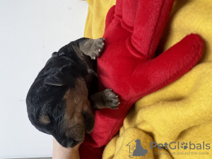 Zdjęcie №3. Szczenięta. Cypr