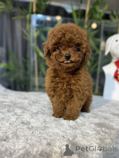 Zdjęcie №1. pudel (zabawka) - na sprzedaż w Gijón | negocjowane | Zapowiedź №163712