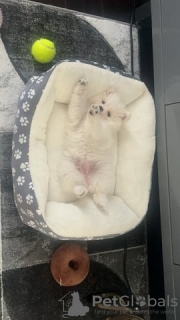 Zdjęcie №2 do zapowiedźy № 114142 na sprzedaż  szpic miniaturowy - wkupić się Federacja Rosyjska 