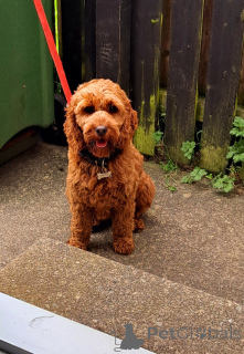 Zdjęcie №4. Sprzedam kawapu w Донегол. prywatne ogłoszenie - cena - 2392zł