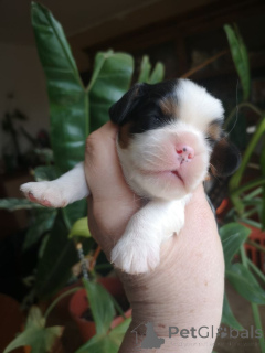 Zdjęcie №2 do zapowiedźy № 137095 na sprzedaż  cavalier king charles spaniel - wkupić się Luksemburg prywatne ogłoszenie, hodowca